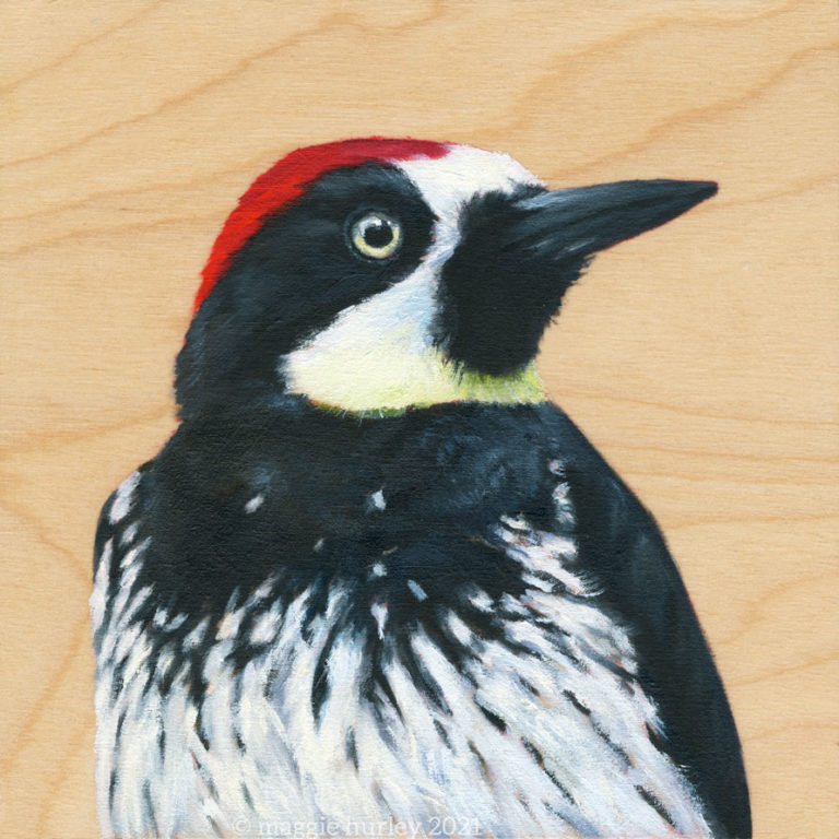 acorn woodpecker bird art painting