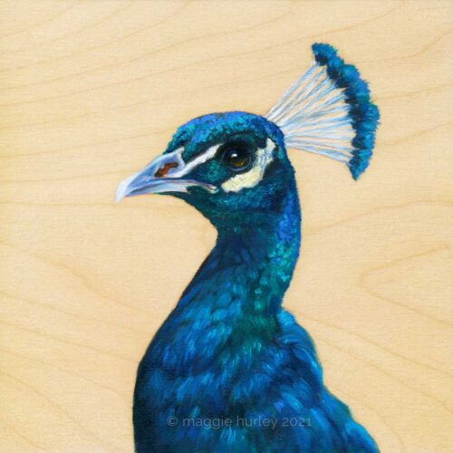 Indian Peacock bird painting