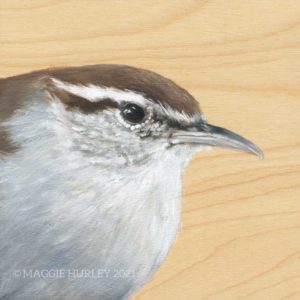 Bewick's wren bird art