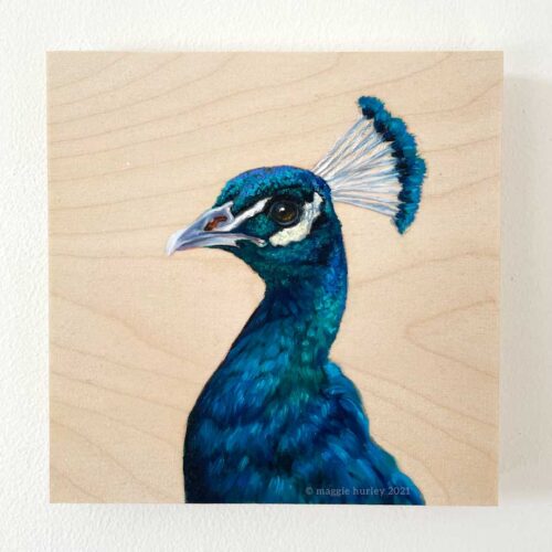 Indian Peacock | 6" x 6" | Oil on Wood Panel