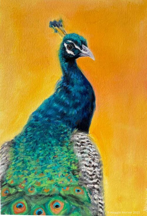 Indian Peacock | 9" x 12" | Oil Painting on Paper