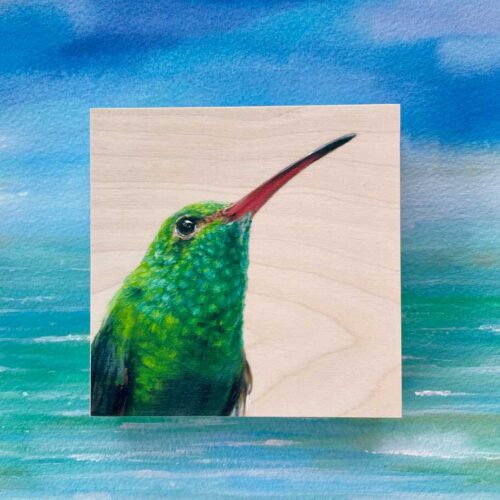 rufous tailed hummingbird art by maggie hurley