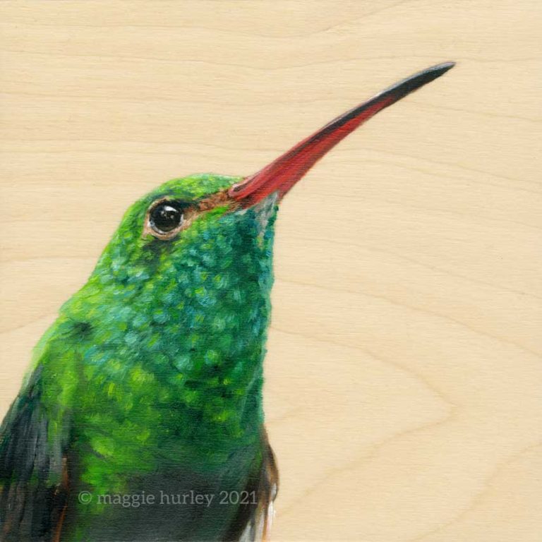 rufous tailed hummingbird art by maggie hurley