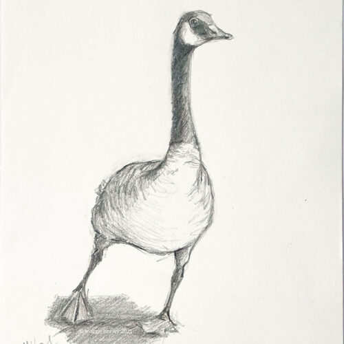 Canada Good graphite drawing by maggie hurley