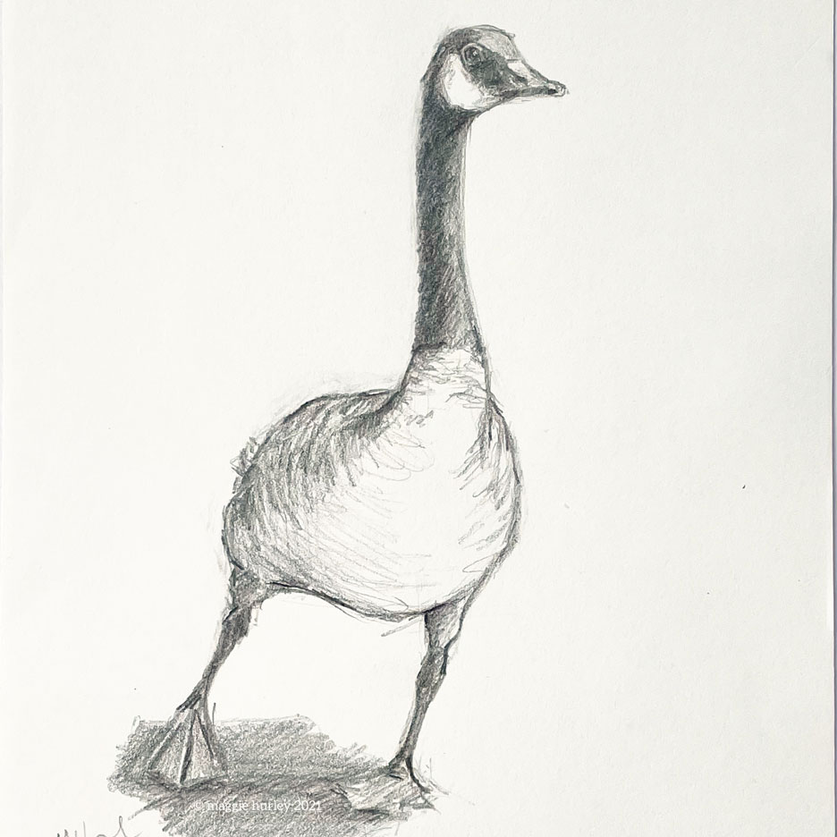 Canada Good graphite drawing by maggie hurley