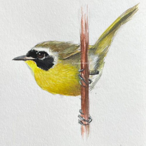 Common Yellowthroat bird painting by maggie hurley