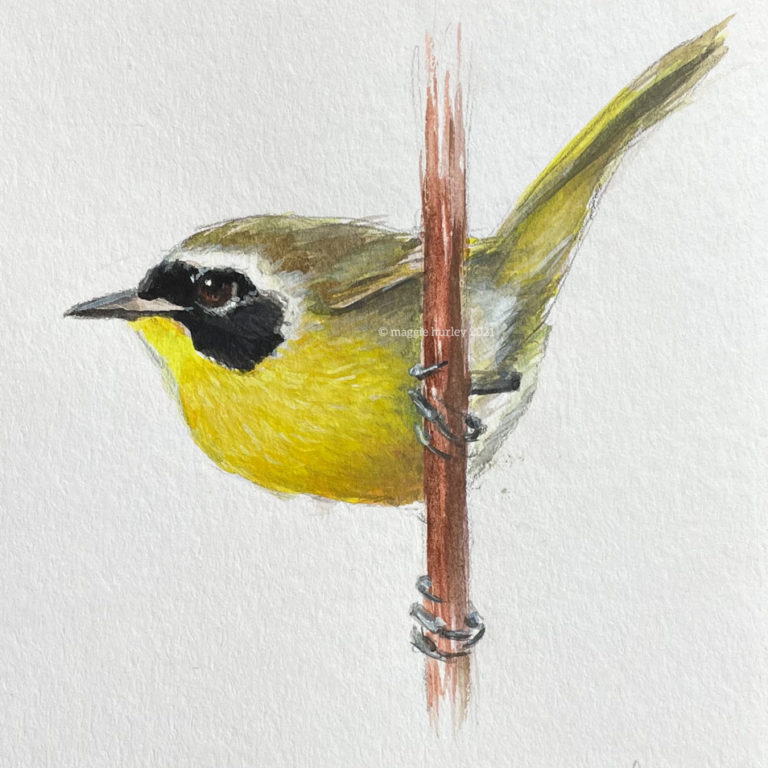 Common Yellowthroat bird painting by maggie hurley