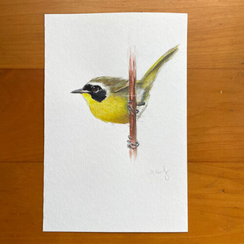 Common Yellowthroat bird painting by maggie hurley
