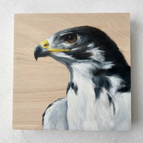 painting of an augur buzzard in oil painting on a wood panel