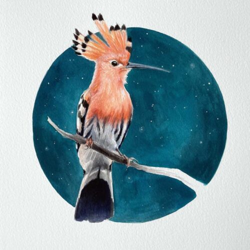 hoopoe watercolor gouache bird painting by maggie hurley