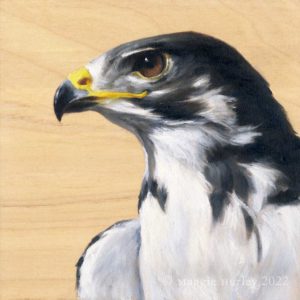 Augur Buzzard bird painting