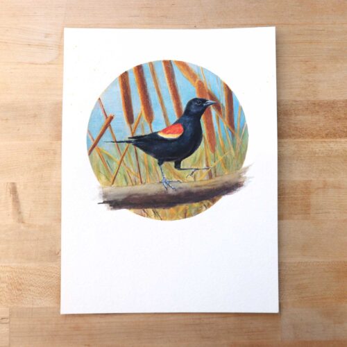 red-winged blackbird in the cattails