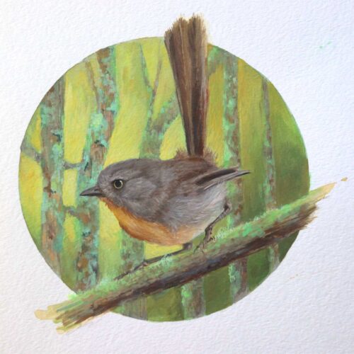 wrentit bird painting by maggie hurley