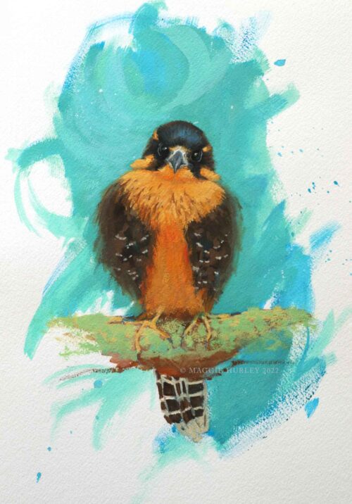 painting of an Aplomado falcon