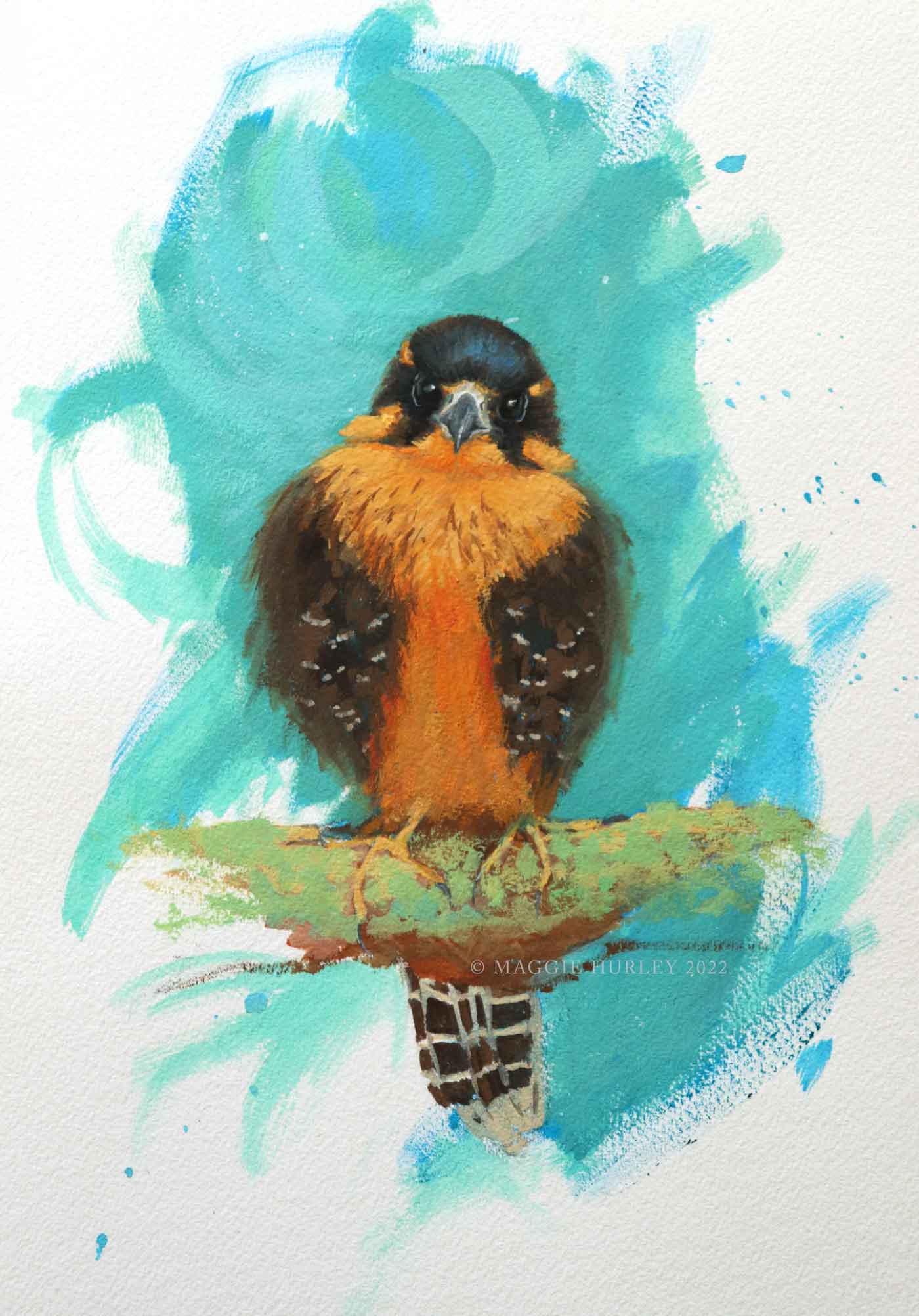 painting of an Aplomado falcon