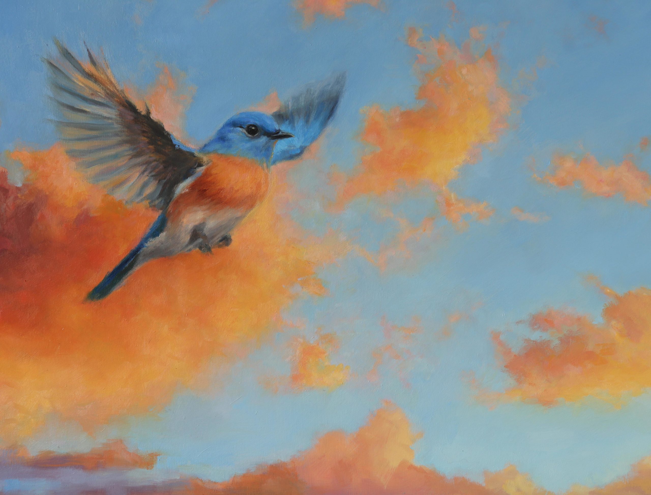 Bluebird at sunset bird art closeup