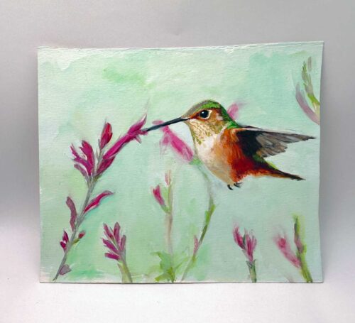Allen's hummingbird with pineapple sage.