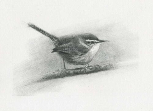 Bewick's Wren | 7.5" x 9.5" | Graphite + Charcoal Drawing