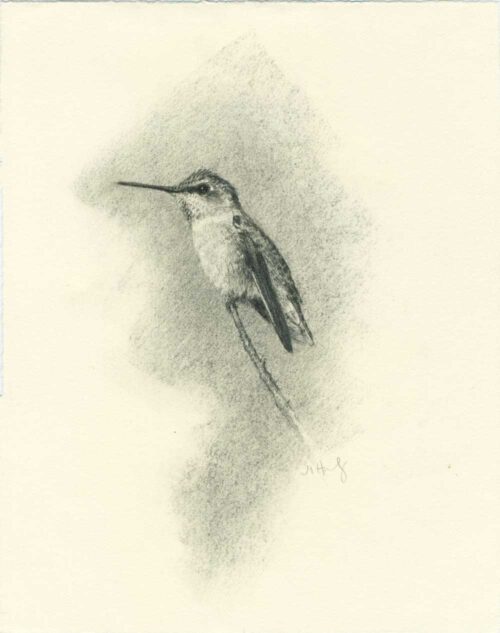 Anna's Hummingbird on branch