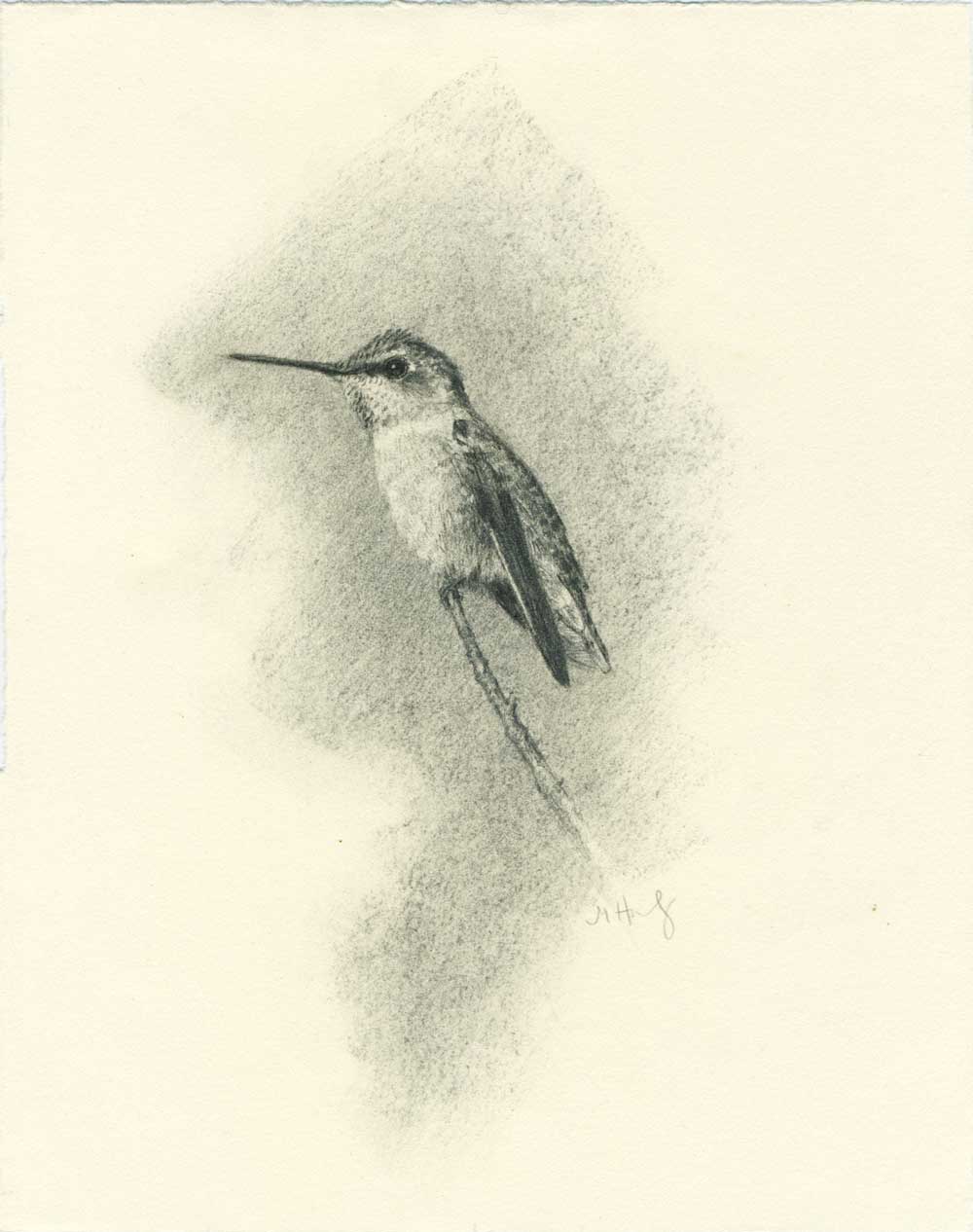 Anna's Hummingbird on branch