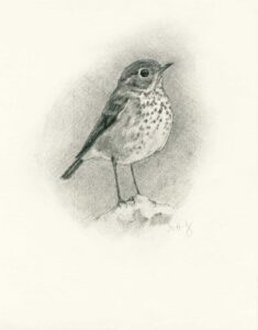 Hermit thrush drawing by Maggie Hurley