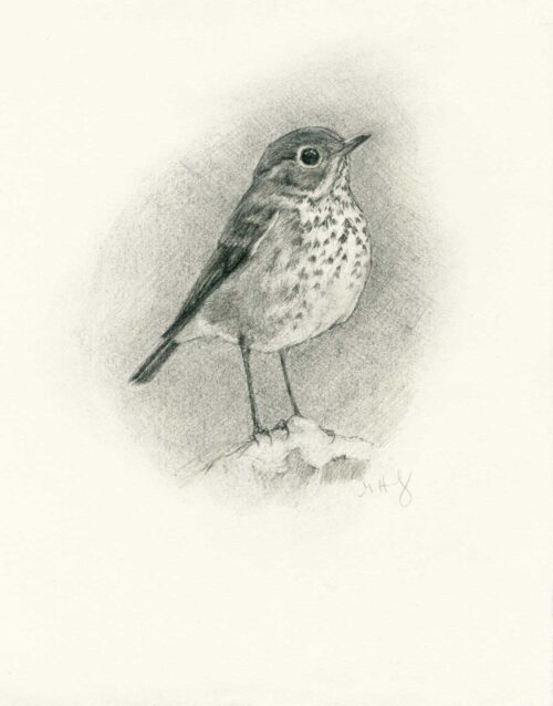Hermit thrush drawing by Maggie Hurley