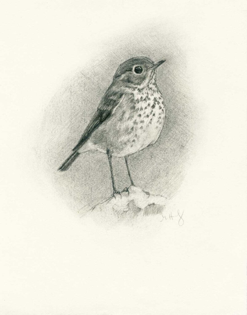 Hermit thrush drawing by Maggie Hurley