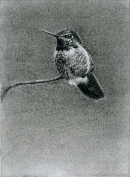 Charcoal drawing of anna's hummingbird by maggie hurley