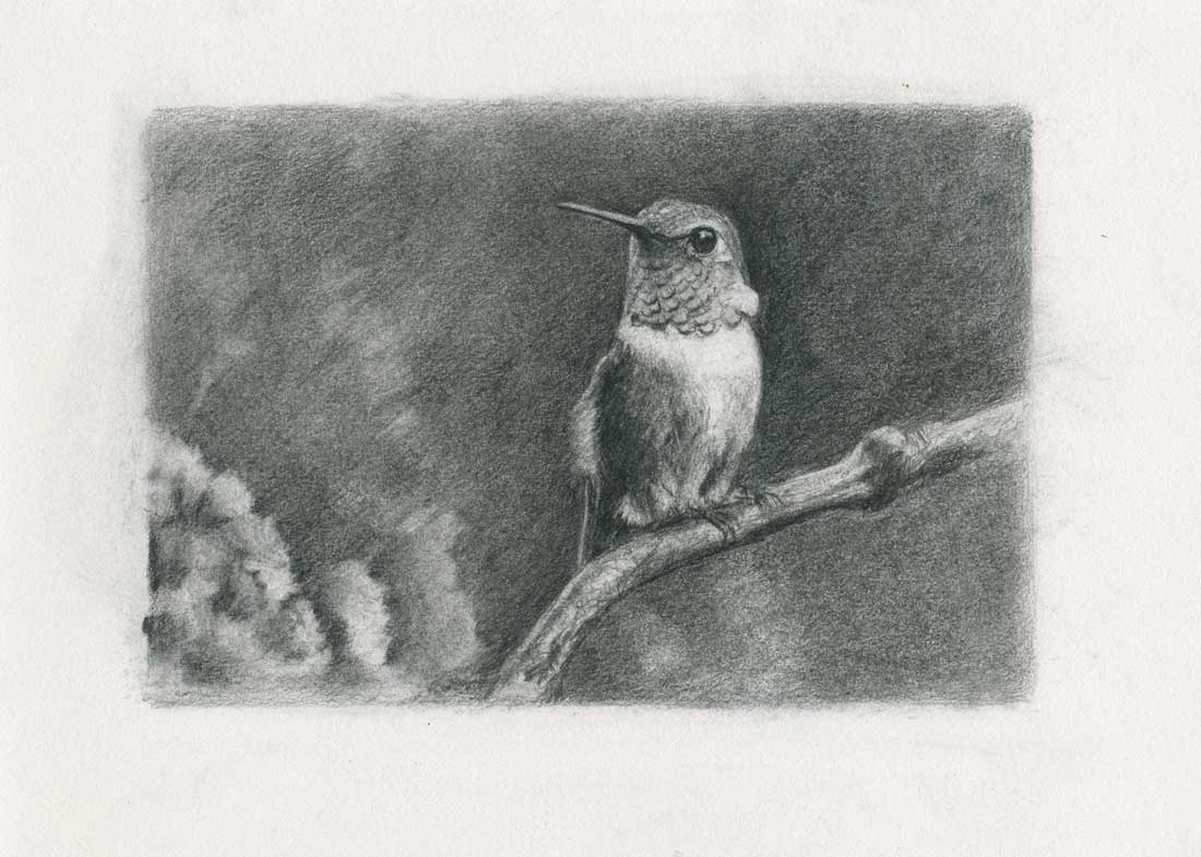 Allen's hummingbird drawing by Maggie Hurley