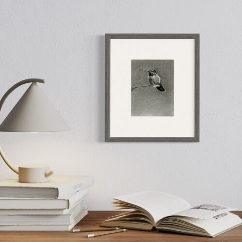 Framed drawing of annas hummingbird