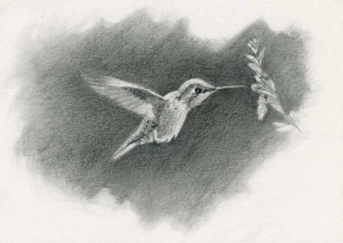 Anna's Hummingbird | 6" x 8" | Graphite + Charcoal Drawing