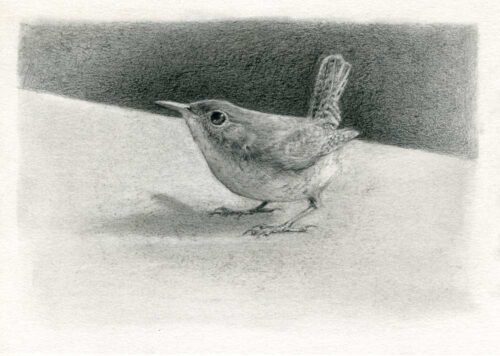 house wren drawing by maggie hurley
