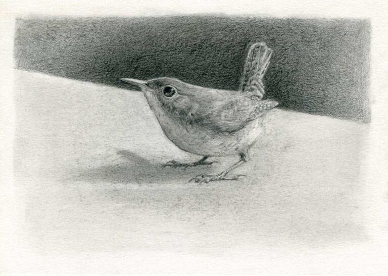 house wren drawing by maggie hurley
